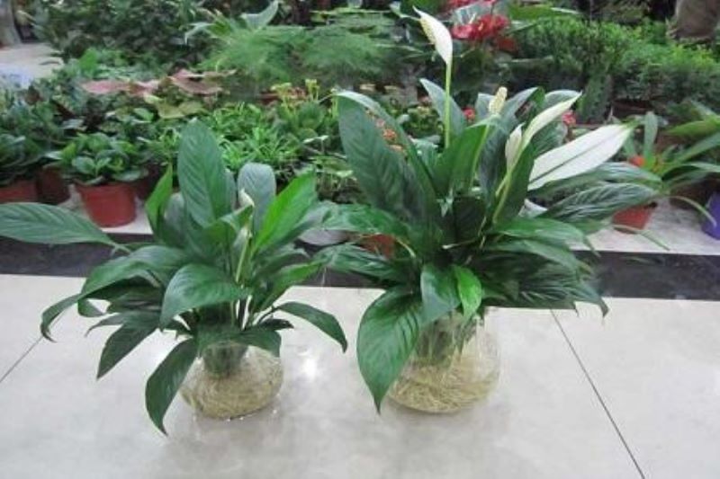 白掌花怎么养护「白掌花怎么养护和浇水」