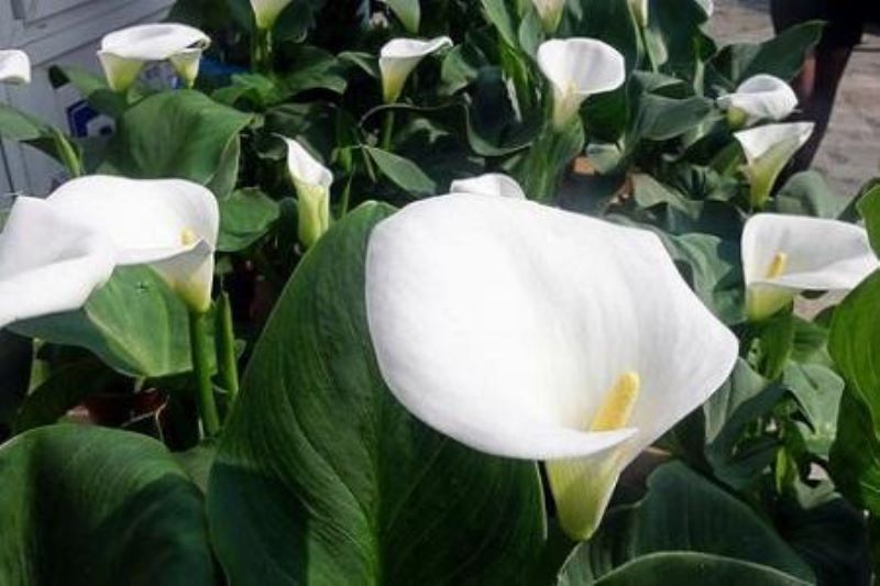 白掌花怎么养护「白掌花怎么养护和浇水」