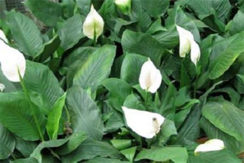 白掌花怎么养护「白掌花怎么养护和浇水」
