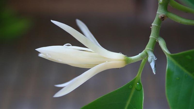 白玉兰什么季节开花结果「白玉兰什么季节开花结果子」