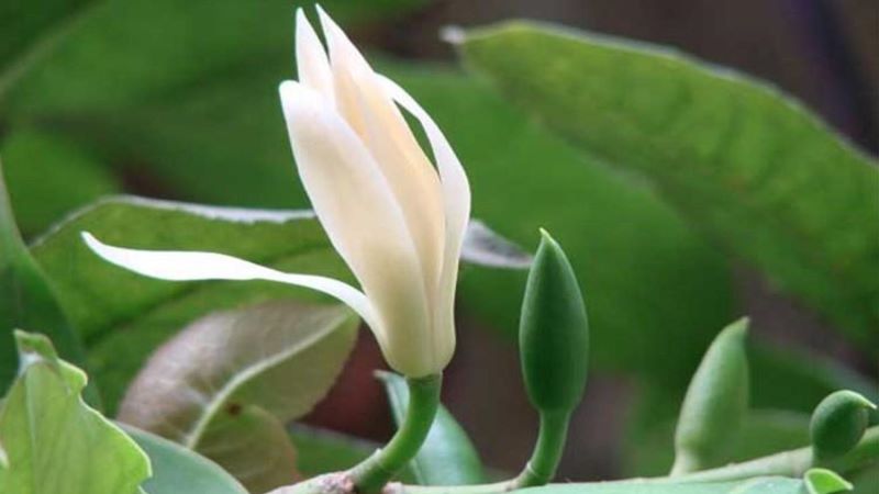 白玉兰什么季节开花结果「白玉兰什么季节开花结果子」