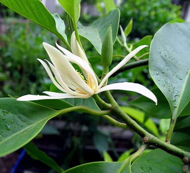 白玉兰什么季节开花结果「白玉兰什么季节开花结果子」