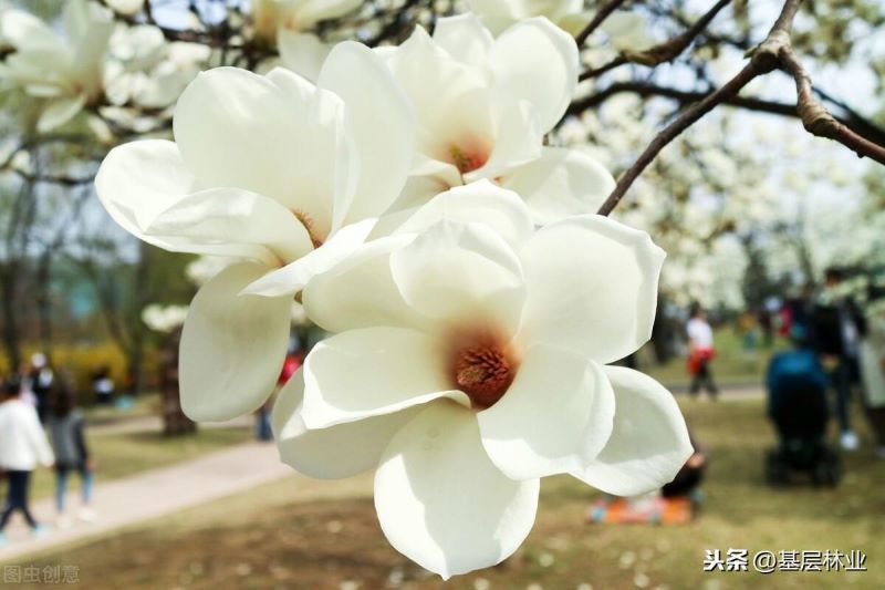 白玉兰花的寓意是什么「粉玉兰花的寓意是什么」