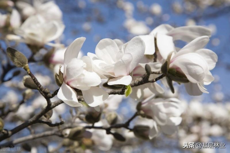 白玉兰花的寓意是什么「粉玉兰花的寓意是什么」