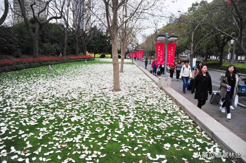 白玉兰花的寓意是什么「粉玉兰花的寓意是什么」