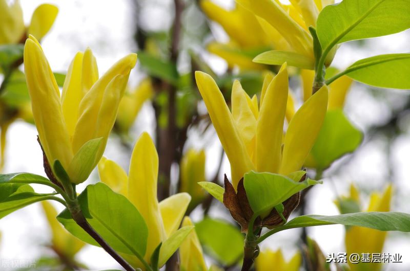 白玉兰花的寓意是什么「粉玉兰花的寓意是什么」