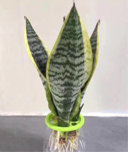 白玉虎皮兰怎么繁殖好「白玉虎皮兰怎么繁殖好看」