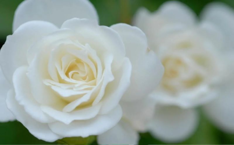 白玫瑰的花语是什么？「白玫瑰的花语是什么意思」