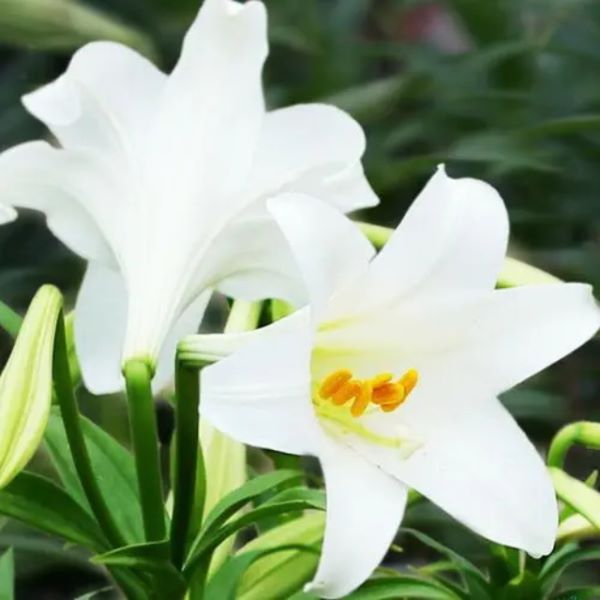 白百合花语及其传说「白百合花语及其传说是什么」
