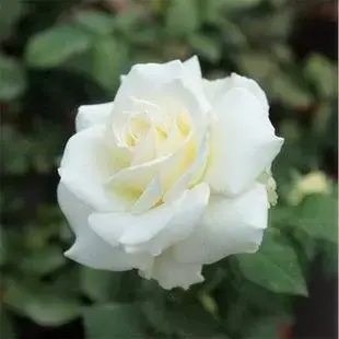 白色月季最好的品种有哪些「白色月季最好的品种有哪些图片」