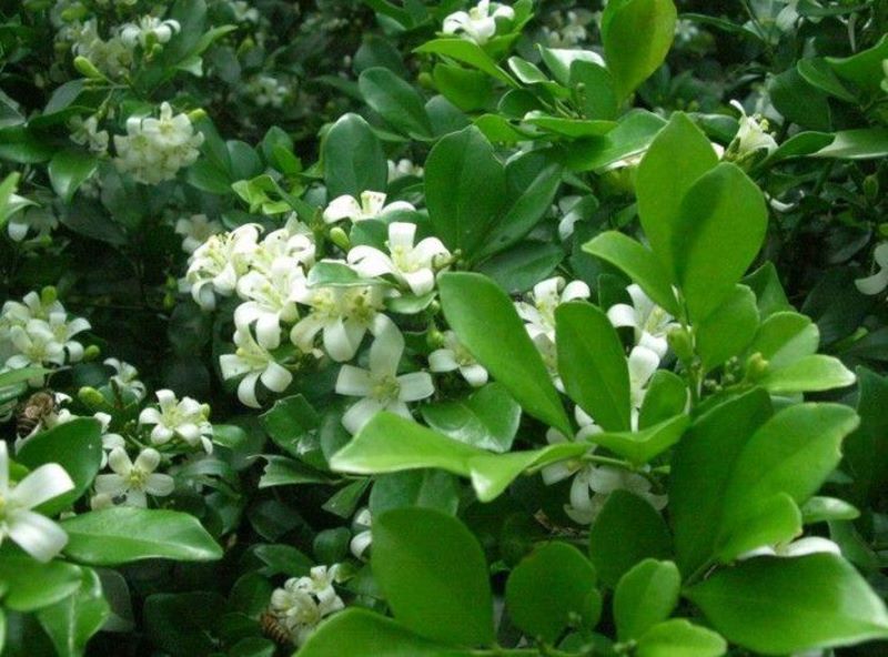 白色的花有哪些及花名「白色的花有哪些及花名图片」