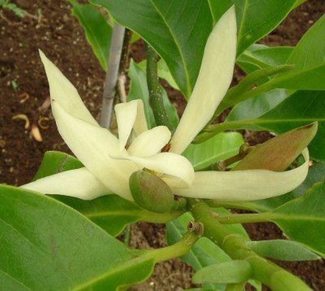 白色的花有哪些及花名「白色的花有哪些及花名图片」
