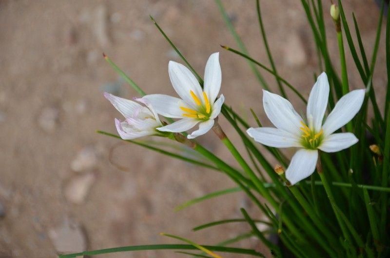 白色的花有哪些及花名「白色的花有哪些及花名图片」