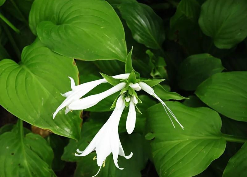 白色的花有哪些及花名「白色的花有哪些及花名图片」