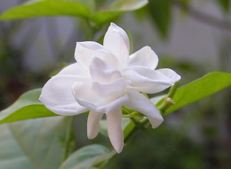 白色的花有哪些及花名「白色的花有哪些及花名图片」