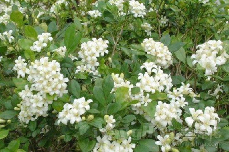 白色的花有哪些及花名「白色的花有哪些及花名图片」