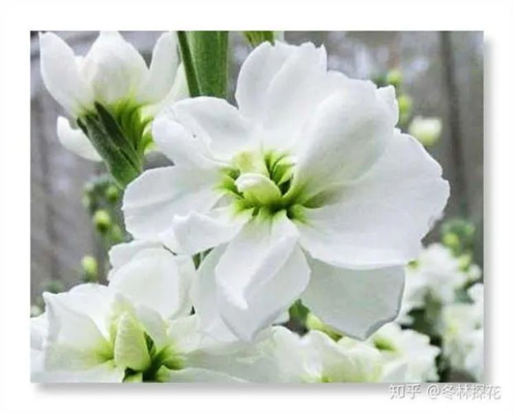 白色紫罗兰的花语是什么？「白色紫罗兰的花语是什么」