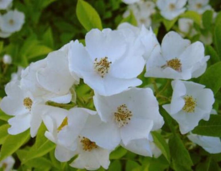 白色蔷薇花是什么「白色蔷薇花是什么意思」