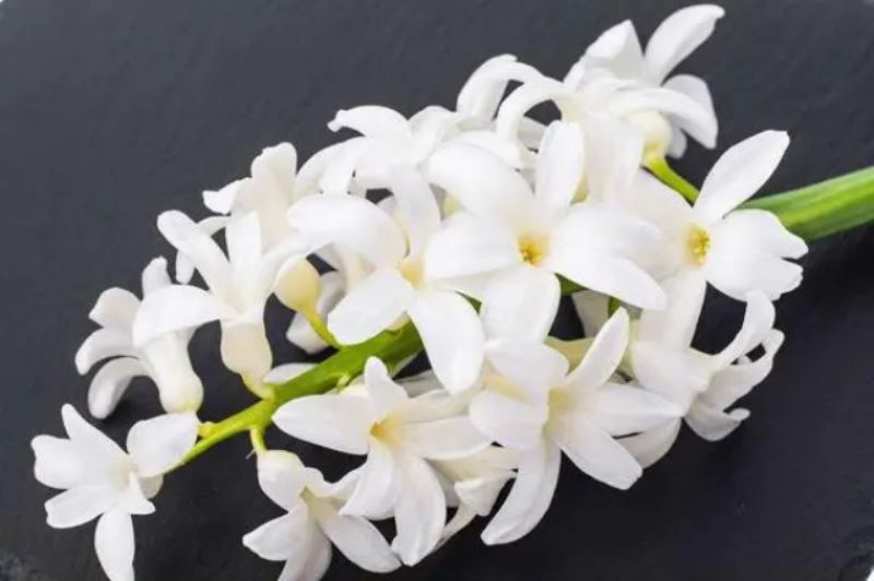 白色风信子花语是什么？「白色风信子花语是什么意思」
