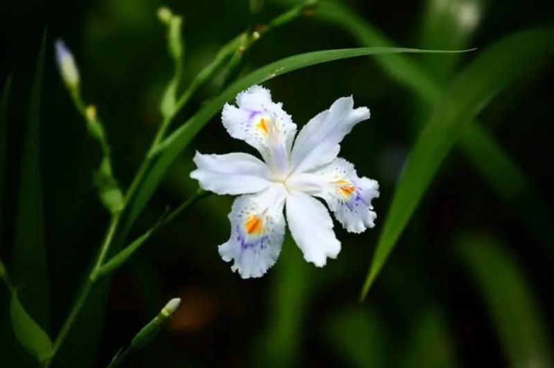 白色鸢尾花以及紫色鸢尾花花语「白色鸢尾花的花语」