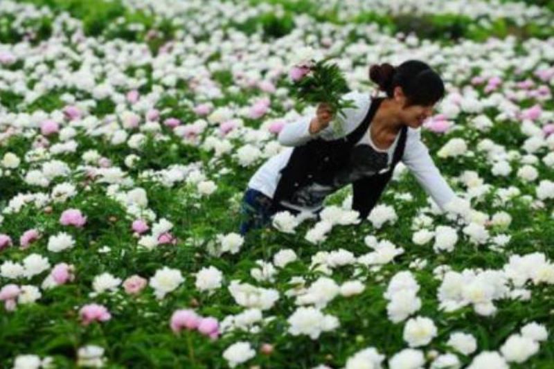 白芍种子什么时候种「白芍种子什么时候种最合适」