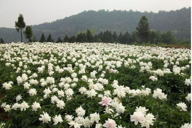 白芍种子什么时候种「白芍种子什么时候种最合适」