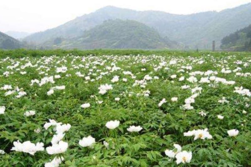 白芍种子什么时候种「白芍种子什么时候种最合适」