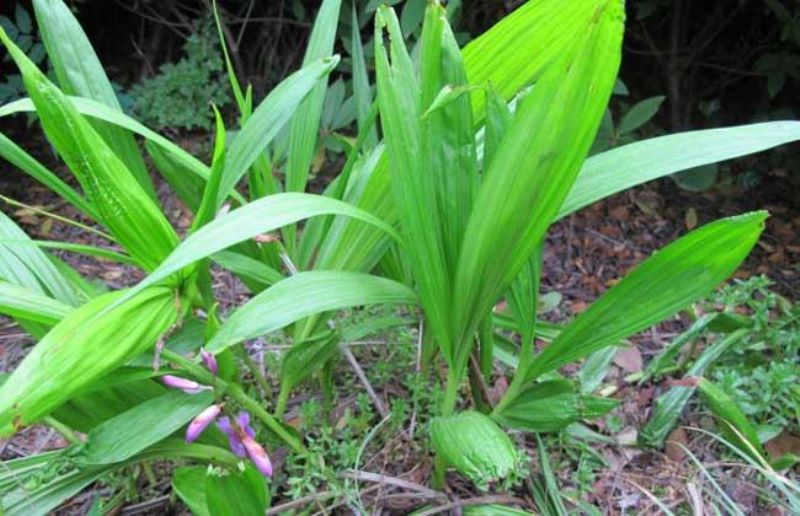 白芨怎么种植「白芨怎么种植和管理」_1
