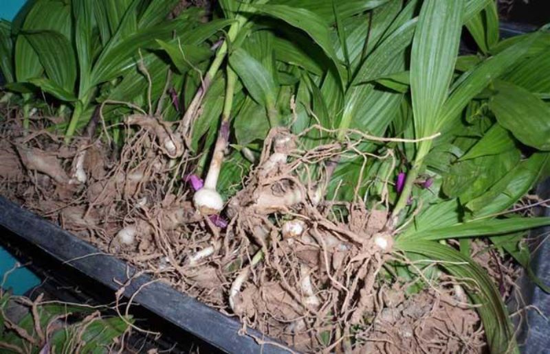 白芨怎么种植「白芨怎么种植和管理」_1