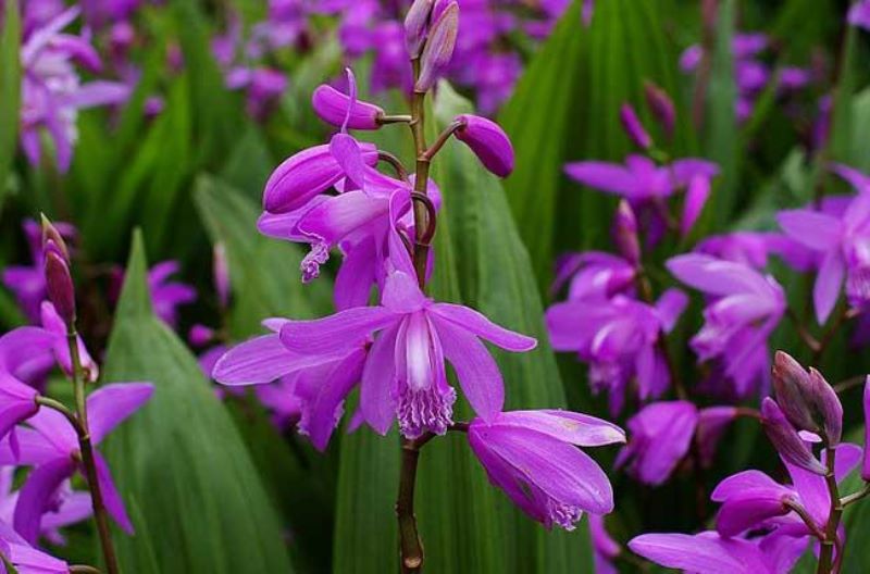 白芨怎么种植「白芨怎么种植和管理」_1