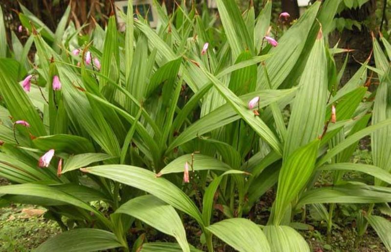 白芨怎么种植「白芨怎么种植和管理」_1