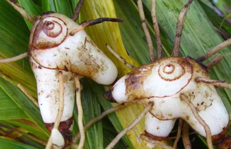 白芨怎么种植「白芨怎么种植和管理」_1
