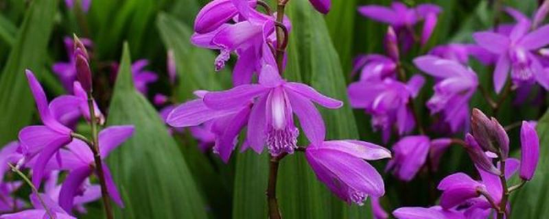 白芨栽培技术是什么「白芨栽培技术是什么意思」