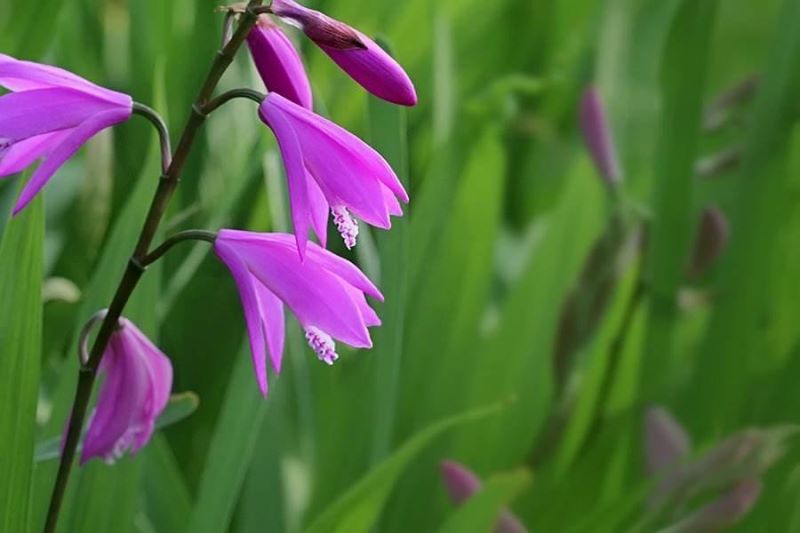 白芨栽培技术是什么「白芨栽培技术是什么意思」