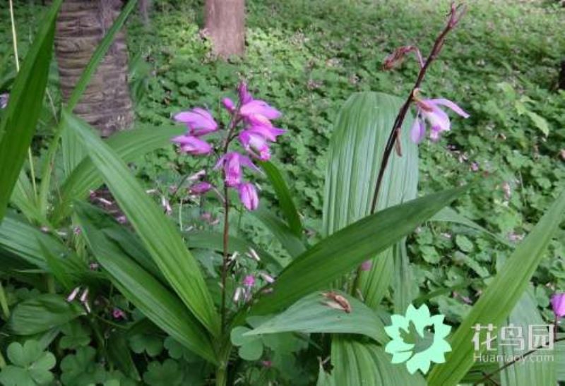 白芨种植条件有哪些「白芨种植条件有哪些要求」