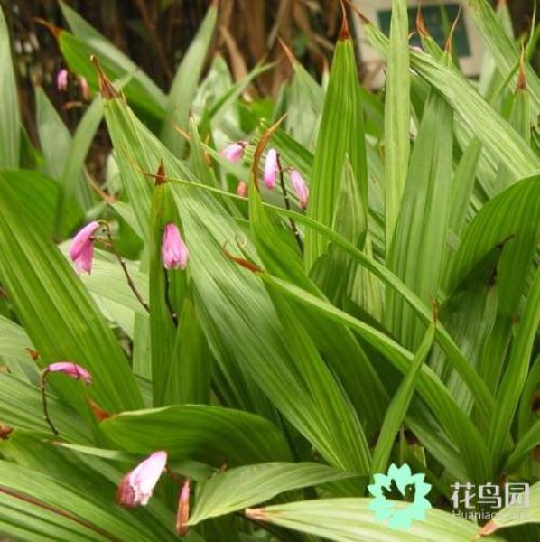 白芨种植条件有哪些「白芨种植条件有哪些要求」