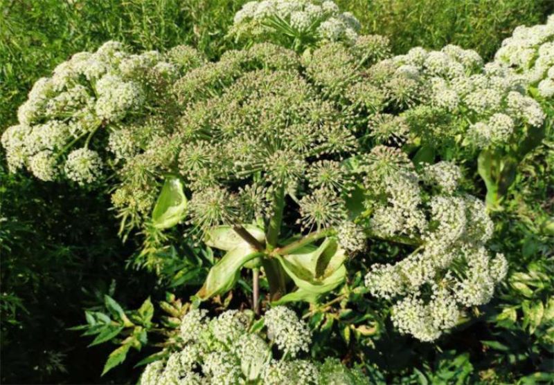 白芷种植技术有什么「白芷种植技术有什么作用」