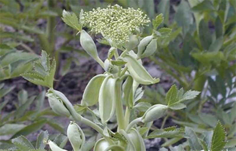 白芷种植技术有什么「白芷种植技术有什么作用」