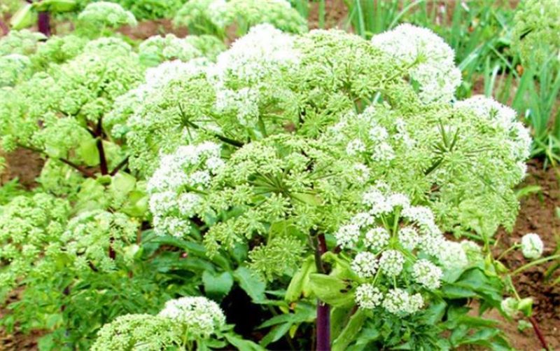 白芷种植技术有什么「白芷种植技术有什么作用」