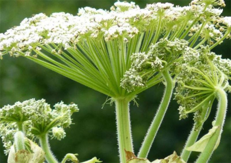 白芷种植技术有什么「白芷种植技术有什么作用」