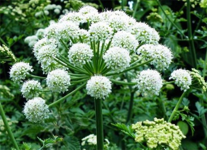 白芷种植时间和方法「懒人种植十大紧缺药材」