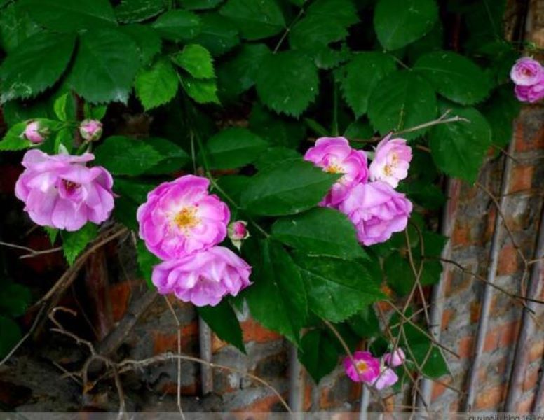 白蔷薇什么季节开花「白蔷薇什么季节开花结果」