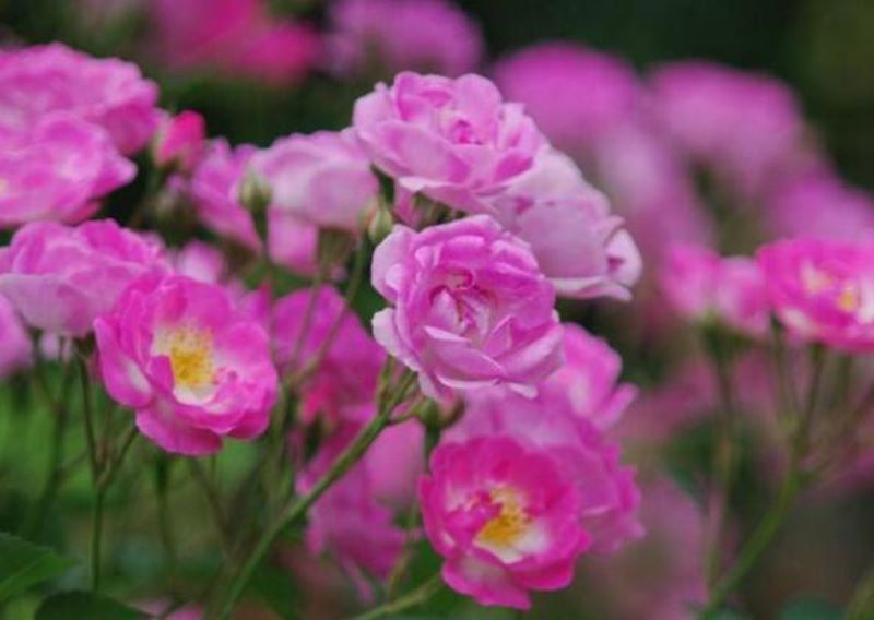 白蔷薇什么季节开花「白蔷薇什么季节开花结果」