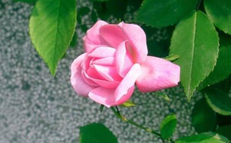 白蔷薇什么季节开花「白蔷薇什么季节开花结果」