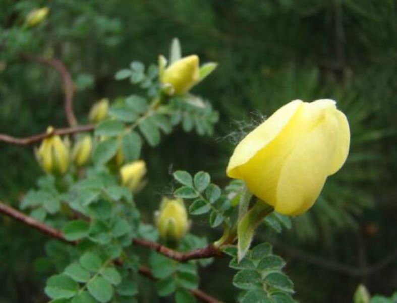 白蔷薇什么季节开花「白蔷薇什么季节开花结果」