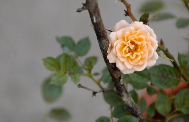 白蔷薇什么季节开花「白蔷薇什么季节开花结果」