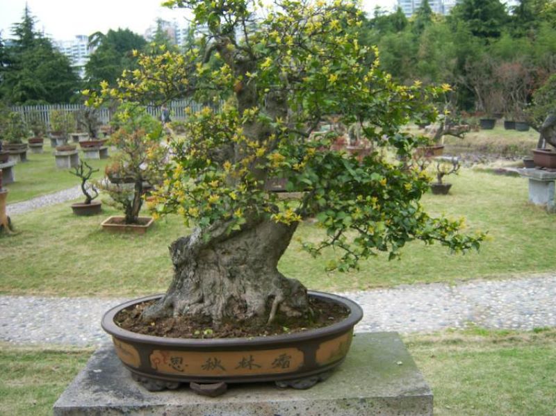 白蜡树什么时候开花结果「白蜡树什么时候开花结果子」