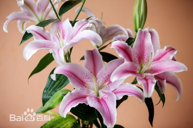 白蜡树喜水还是喜旱「白蜡树喜水还是喜旱水」