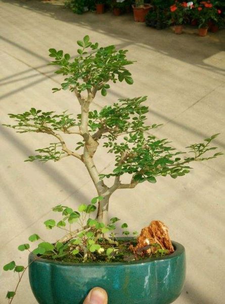 白蜡树喜水还是喜旱「白蜡树喜水还是喜旱水」
