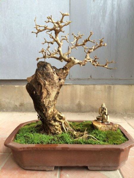 白蜡树喜水还是喜旱「白蜡树喜水还是喜旱水」